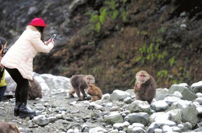 寒流来袭四川百余猴哥下山觅食