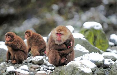 寒流来袭四川百余猴哥下山觅食